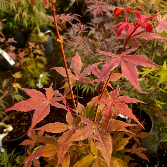 Acer palmatum Akegarasu