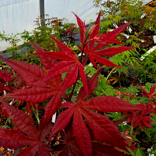 Acer palmatum Alpine Surprise