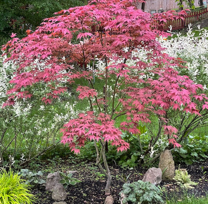 Acer palmatum Amagi Shigure