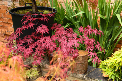 Acer palmatum Amagi Shigure