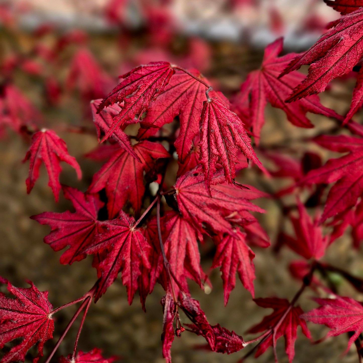 Acer palmatum Amagi Shigure