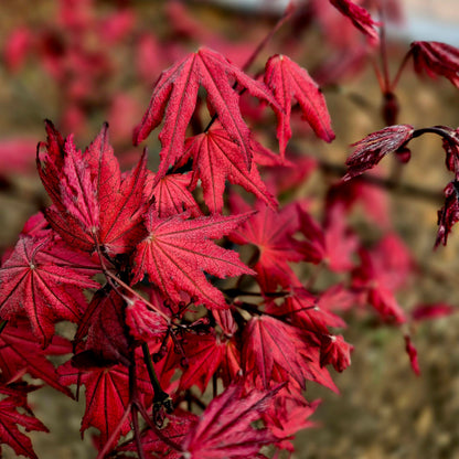 Acer palmatum Amagi Shigure