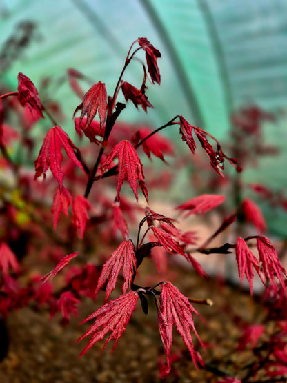 Acer palmatum Amagi Shigure