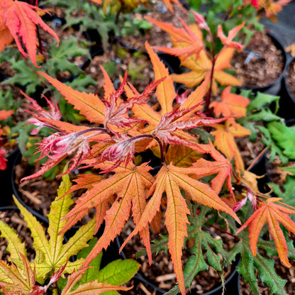 Acer palmatum Amber Ghost