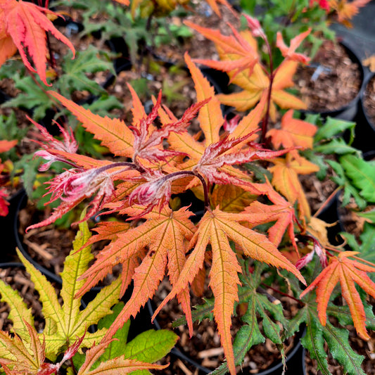 Acer palmatum Amber Ghost