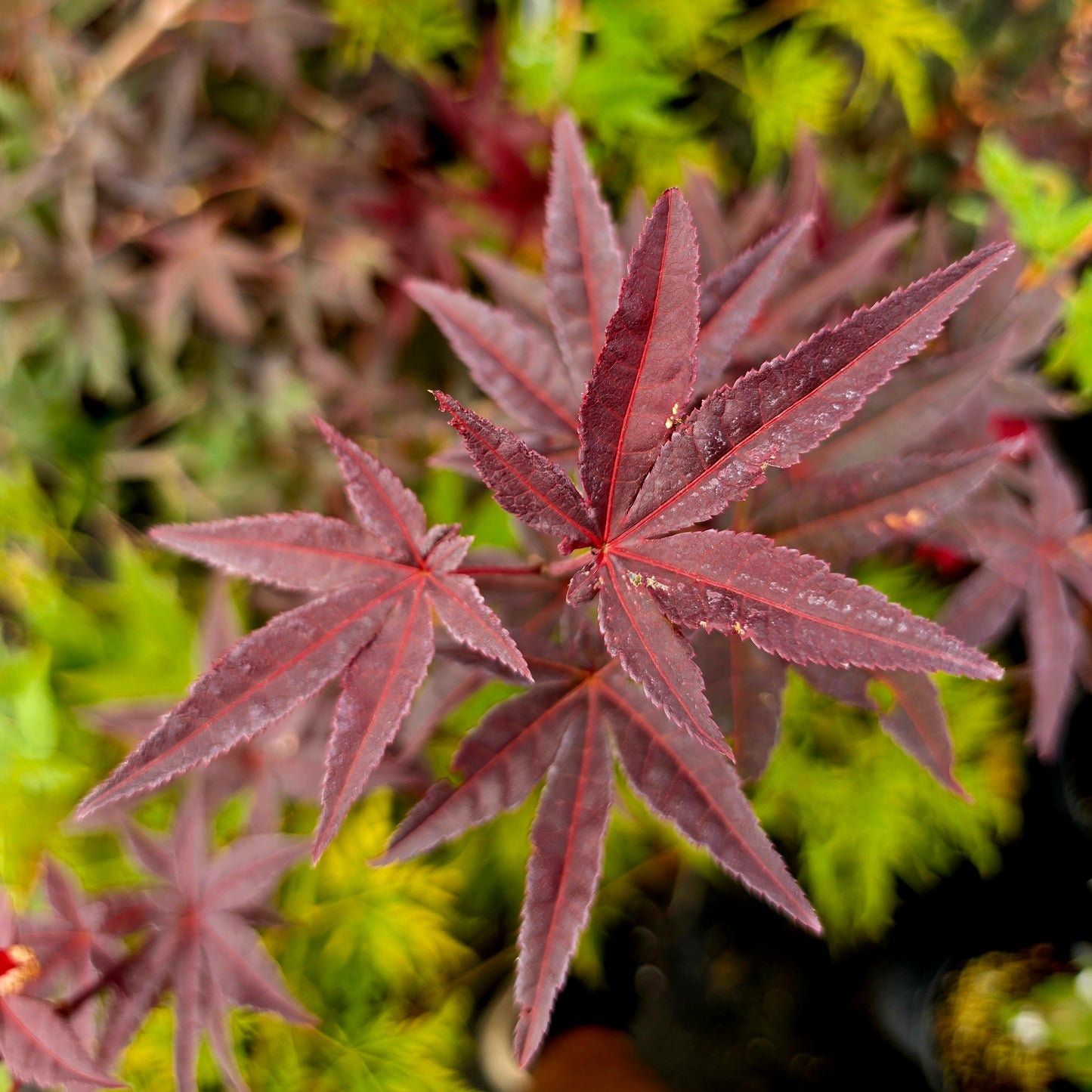 Acer palmatum Andras 1