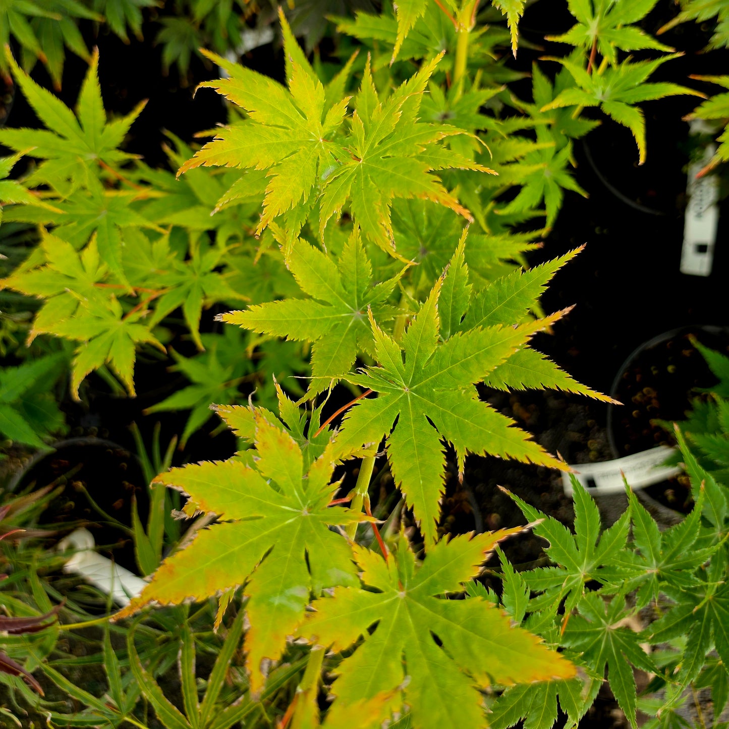 Acer palmatum Ao Meshime No Uchi Shidare