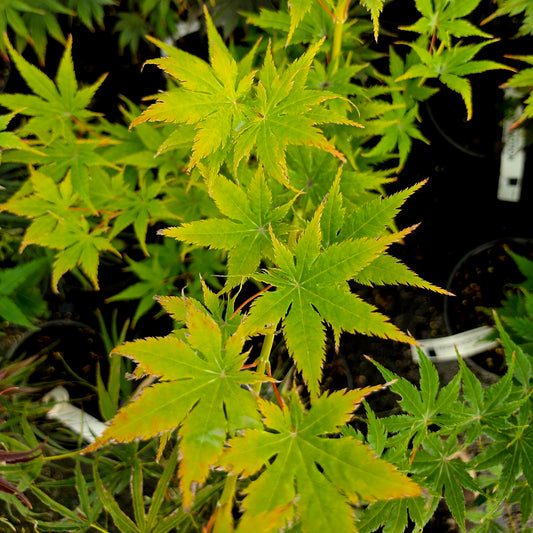 Acer palmatum Ao Meshime No Uchi Shidare