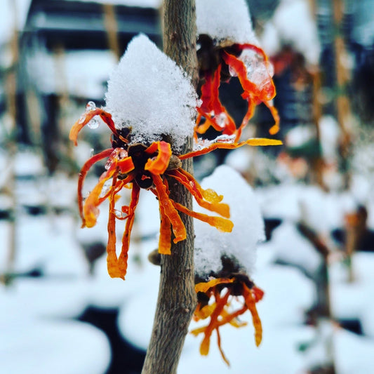 Hamamelis × intermedia Aphrodite