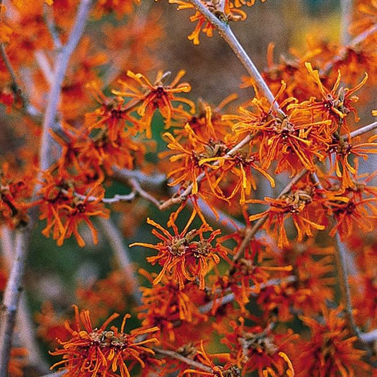 Hamamelis × intermedia Aphrodite