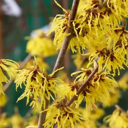 Hamamelis × intermedia Arnold Promise