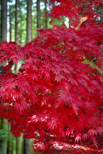 Acer palmatum Sumi Nagashi