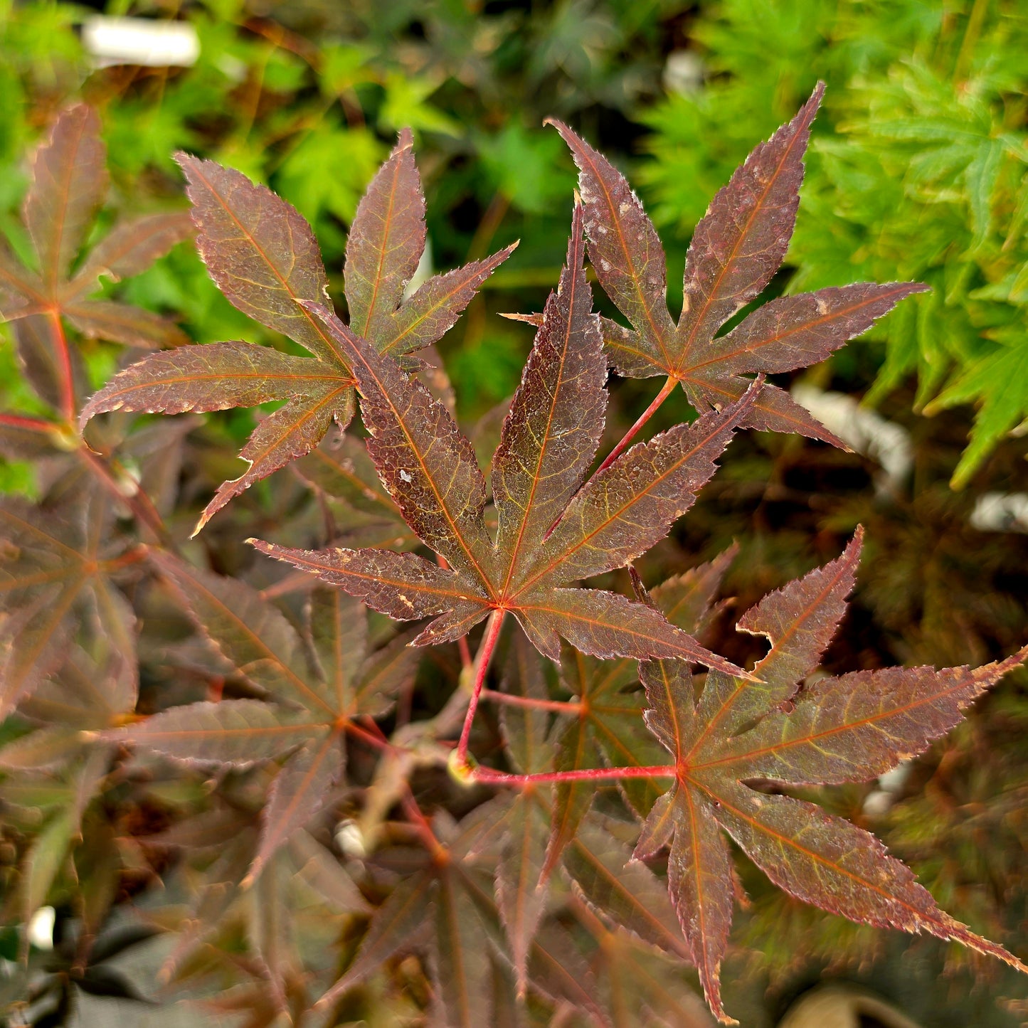 Acer palmatum Baumel