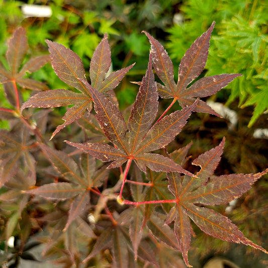 Acer palmatum Baumel