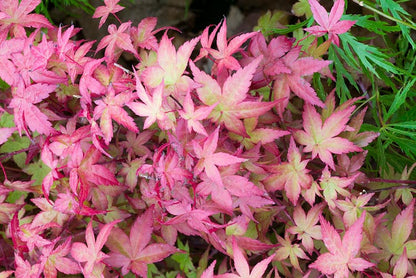 Acer palmatum Beni Maiko