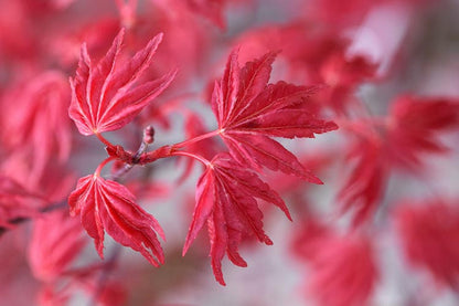 Acer palmatum Beni Maiko