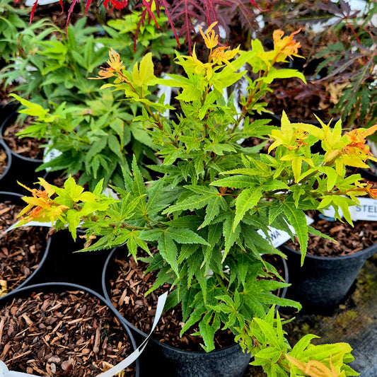 Acer palmatum Beni Mikawa