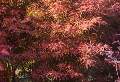 Acer palmatum Beni Otake