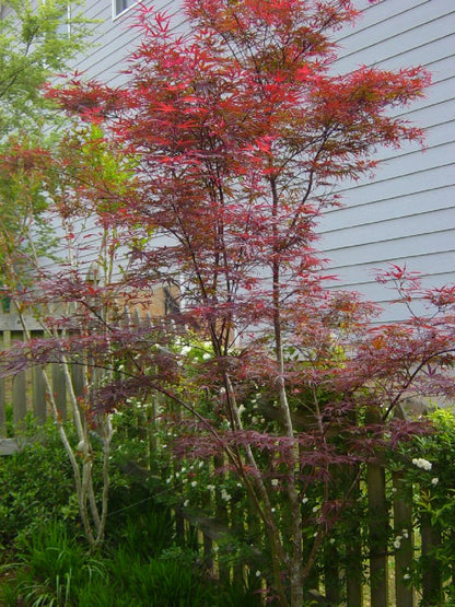 Acer palmatum Beni Otake