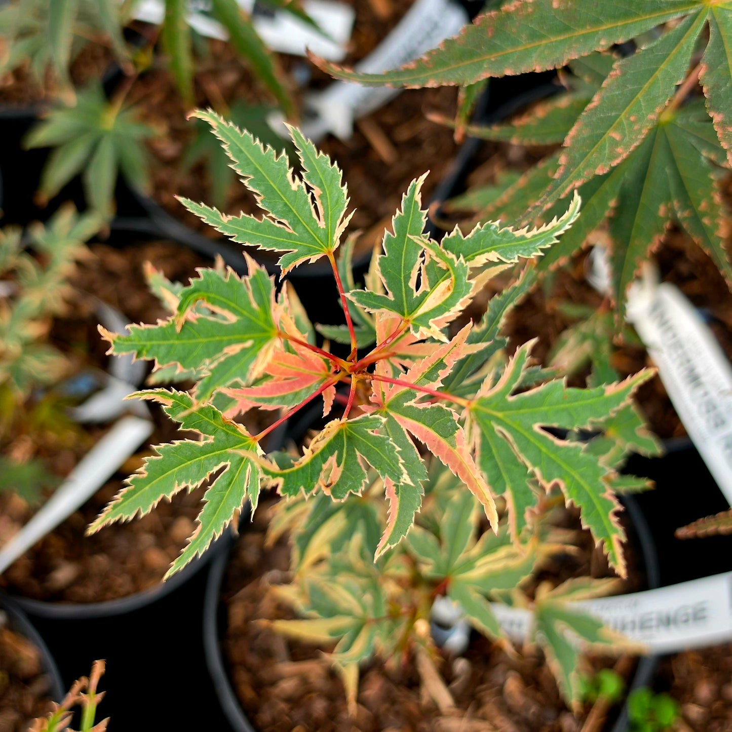 Acer palmatum Beni Shishihenge