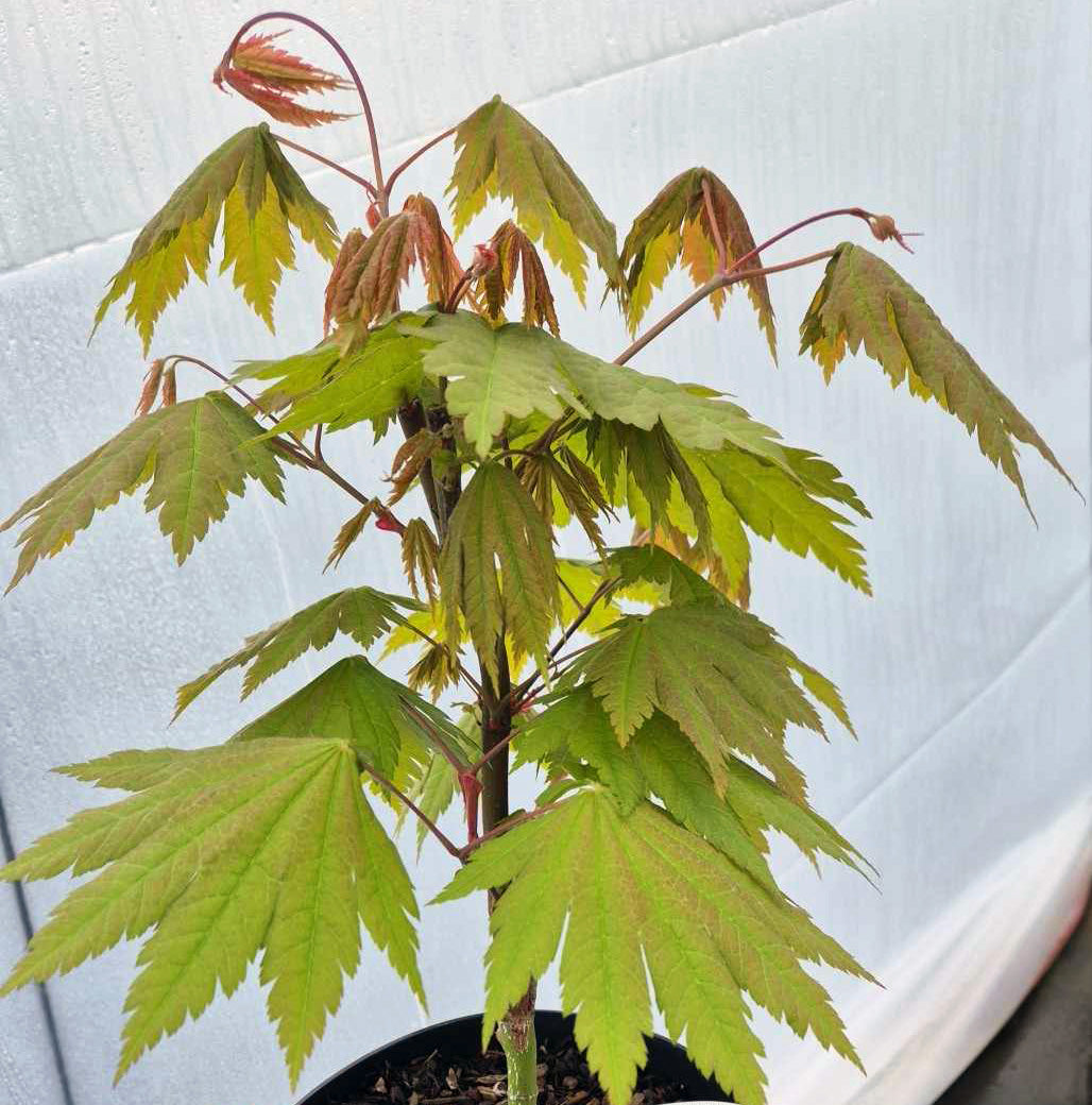 Acer Shirasawanum Blue Moon