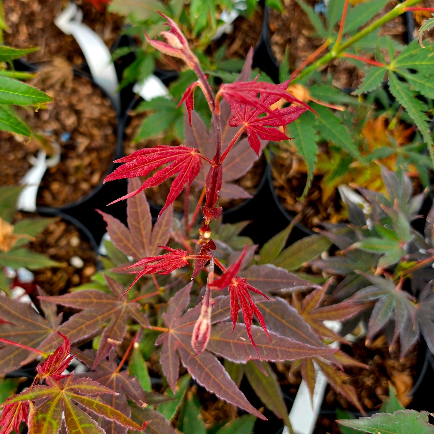 Acer palmatum Boskoop Glory