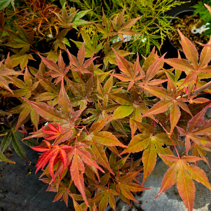 Acer palmatum Boskoop Glory