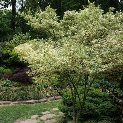 Acer palmatum Butterfly