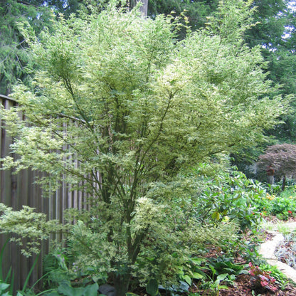 Acer palmatum Butterfly