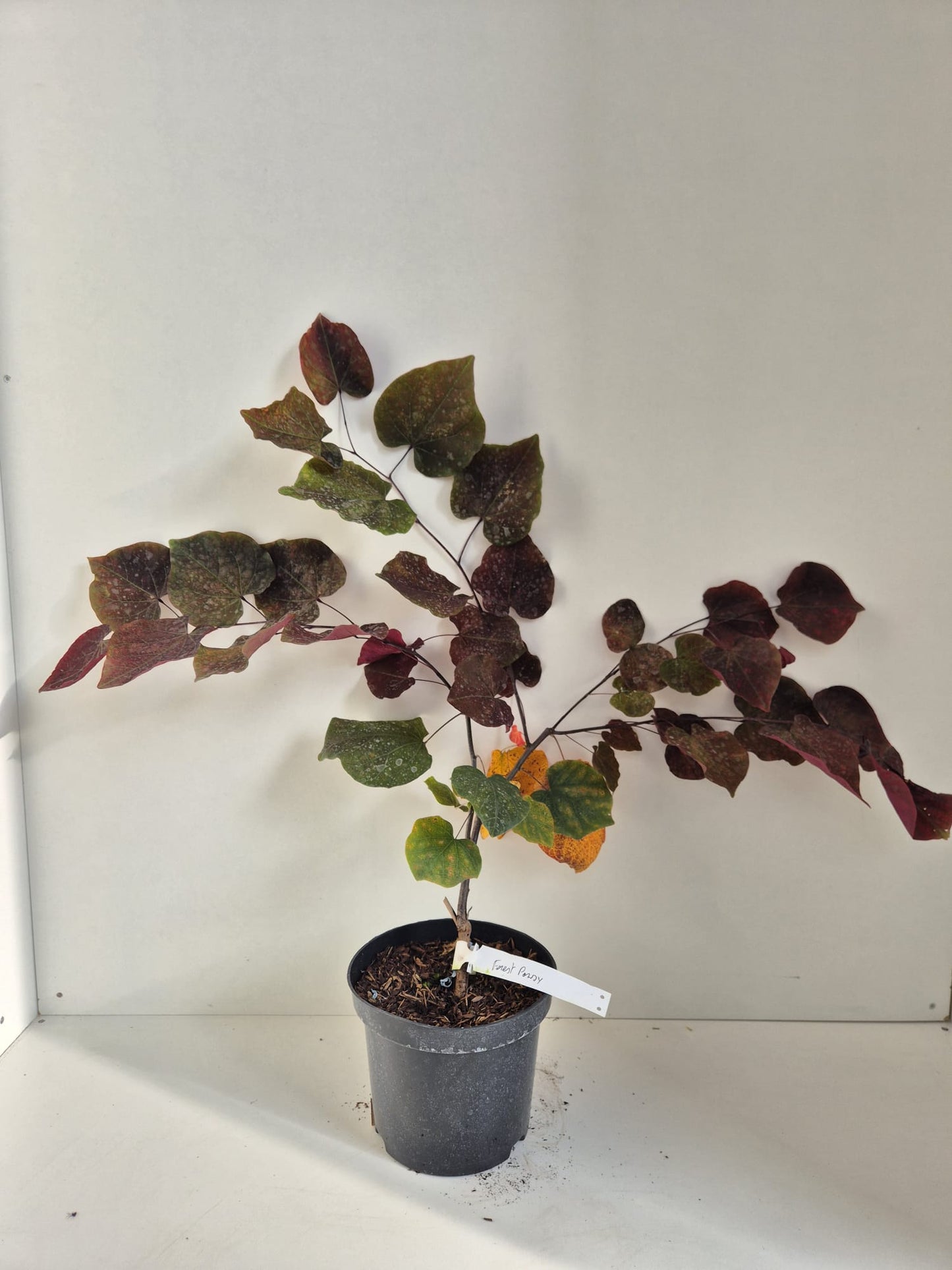 Cercis canadensis Forest Pansy