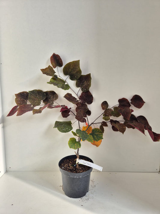 Cercis canadensis Forest Pansy