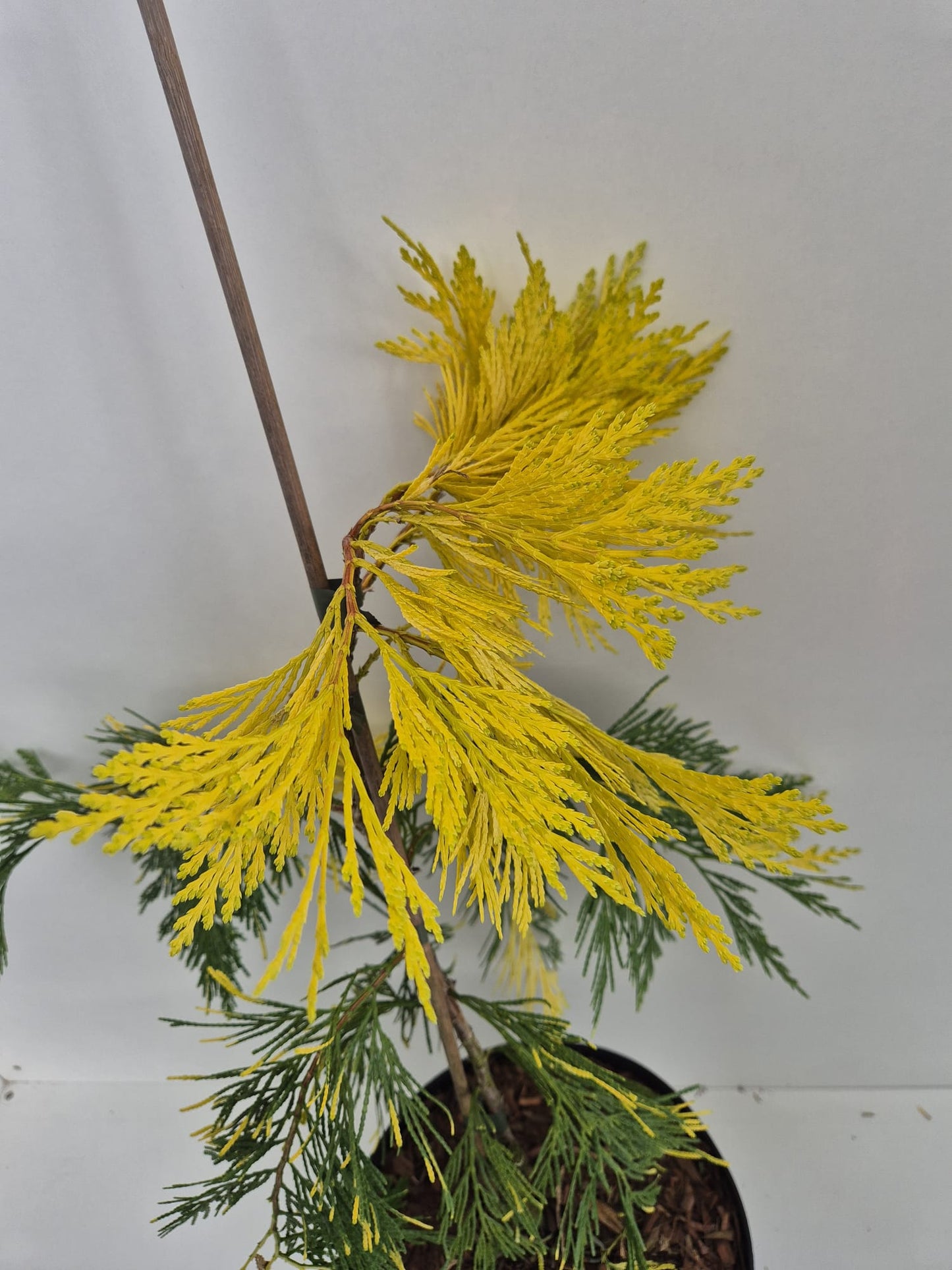 Calocedrus decurrens Maupin Glow
