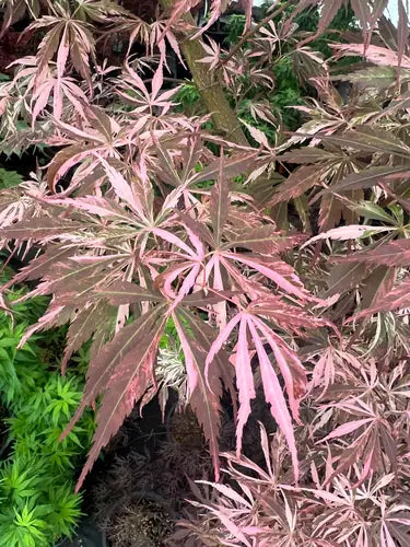 Acer palmatum Lileeanne's Jewel