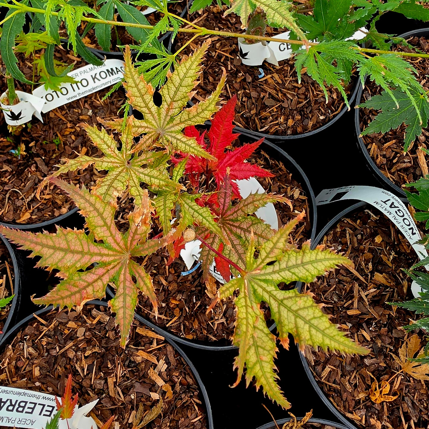Acer palmatum Celebration