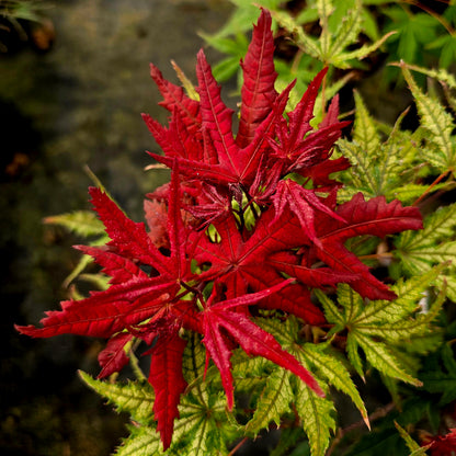 Acer palmatum Celebration