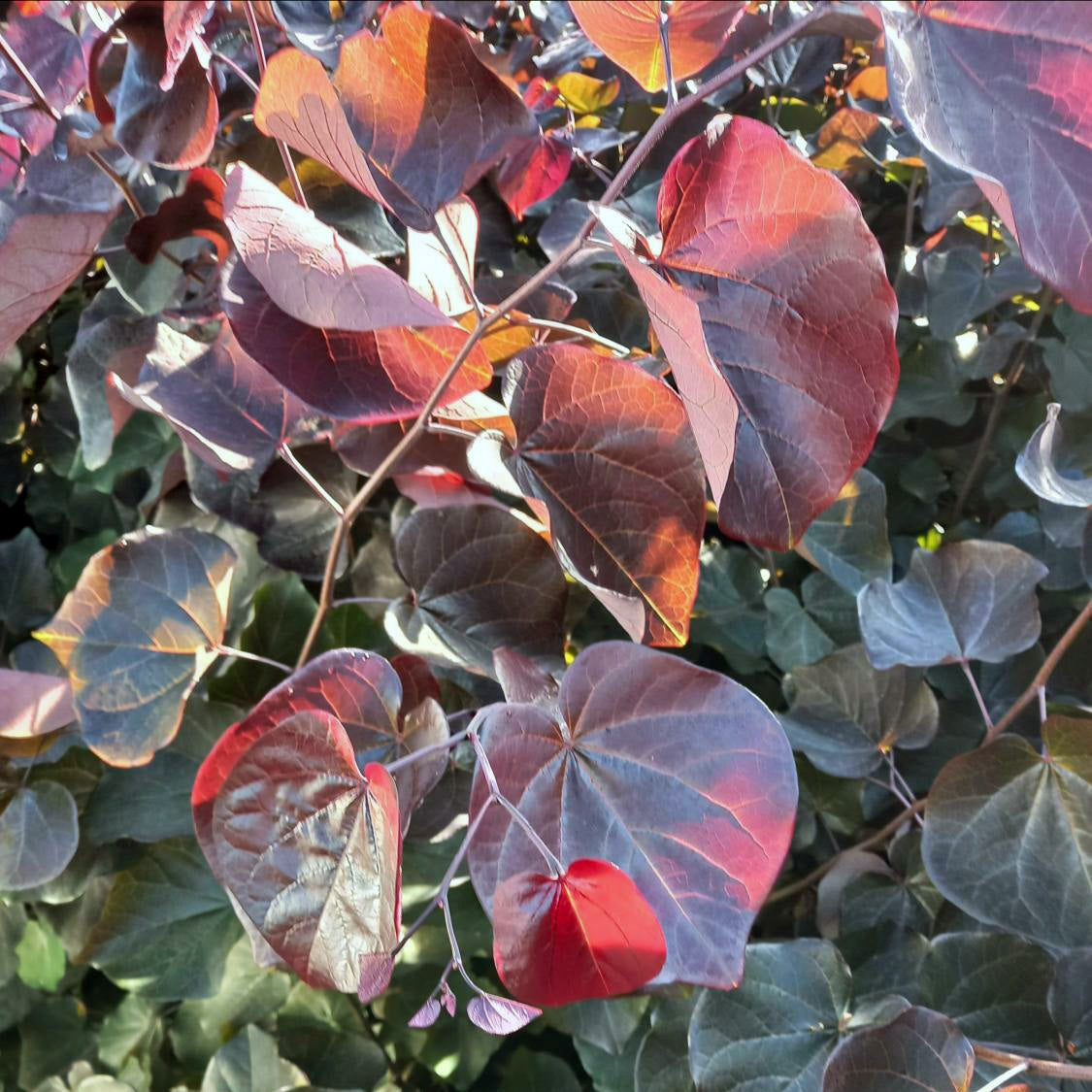 Cercis canadensis Merlot