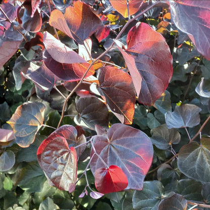 Cercis canadensis Merlot