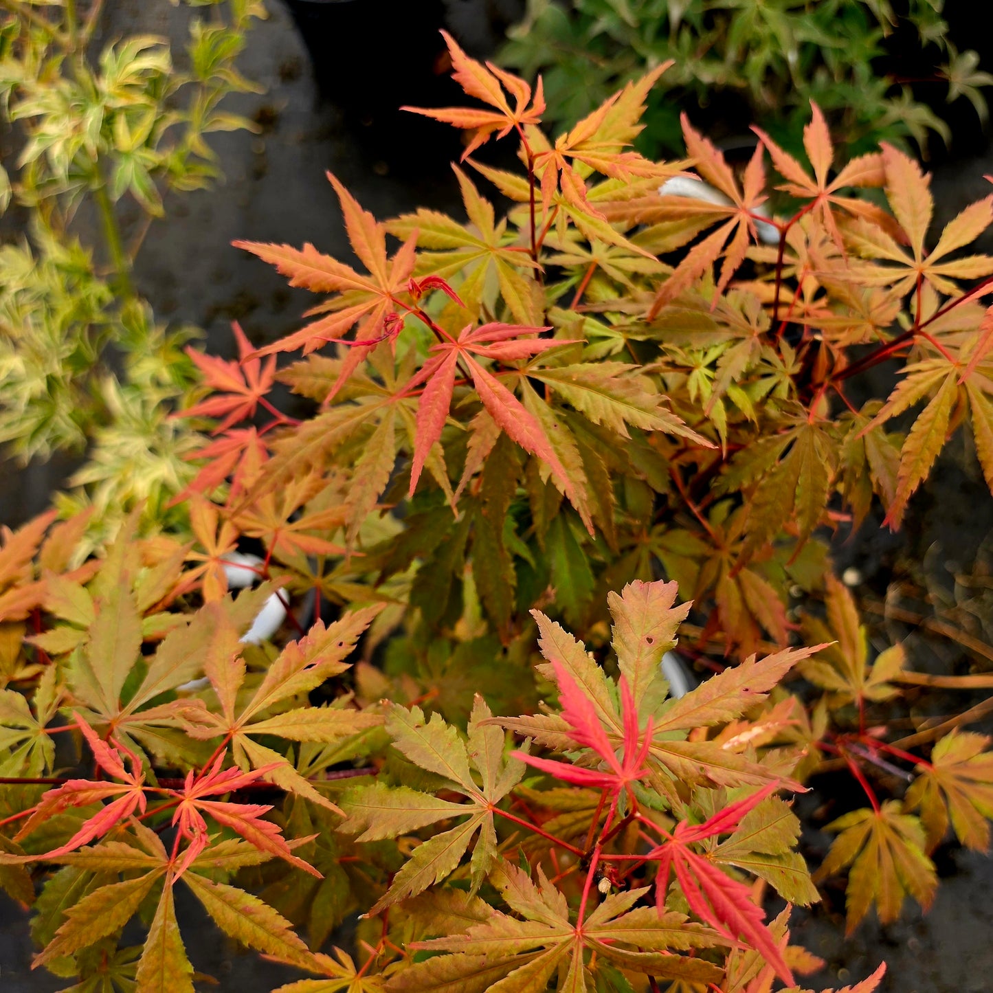 Acer palmatum Chokei-Ji