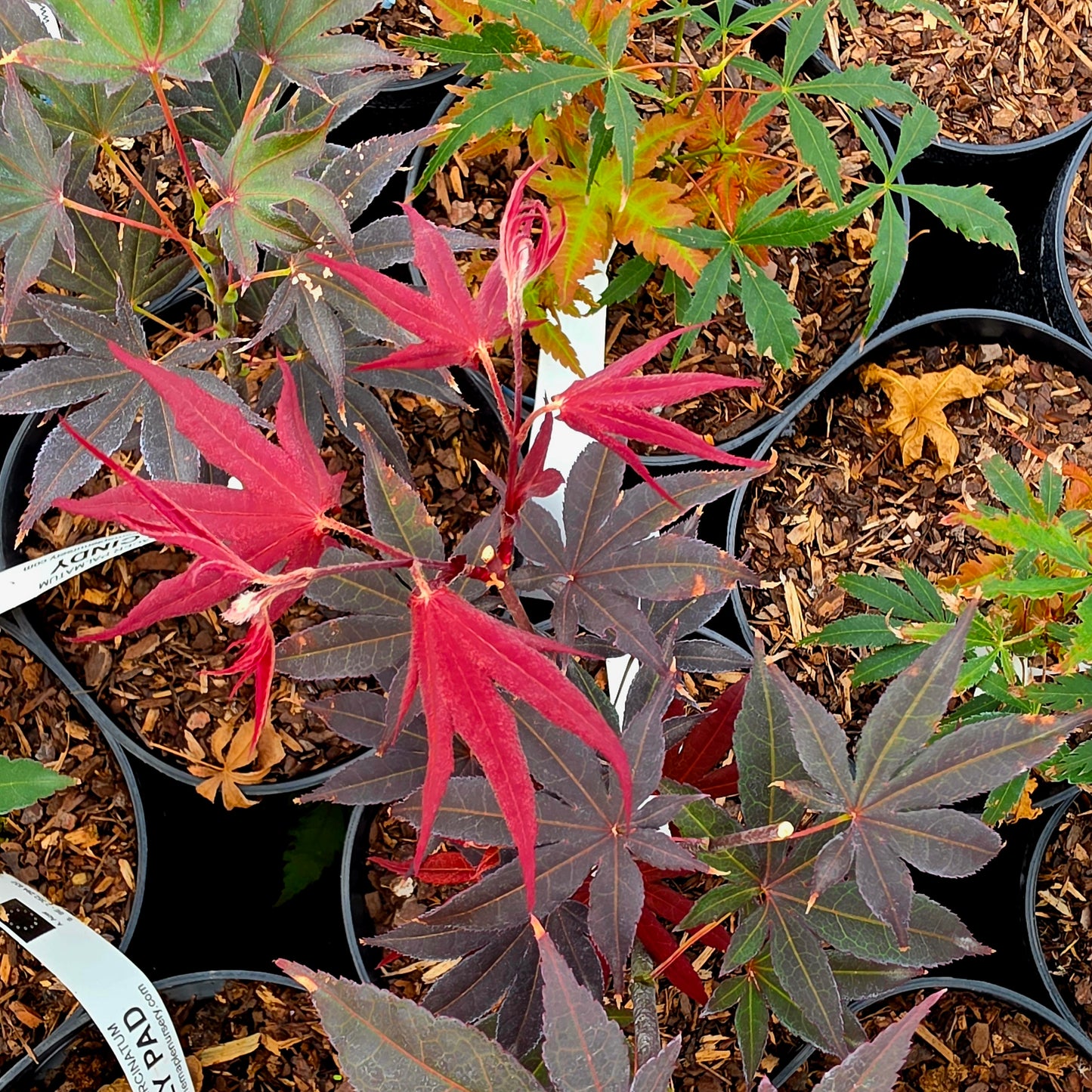 Acer palmatum Cindy