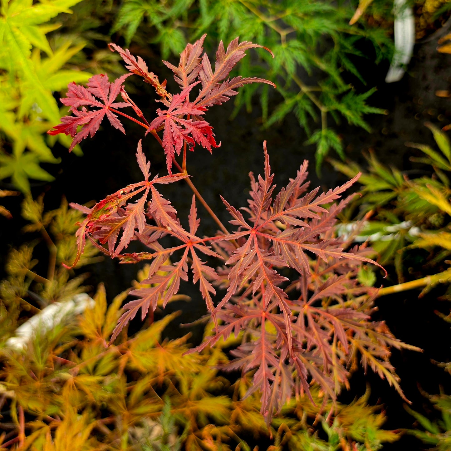 Acer palmatum Crimson Princess