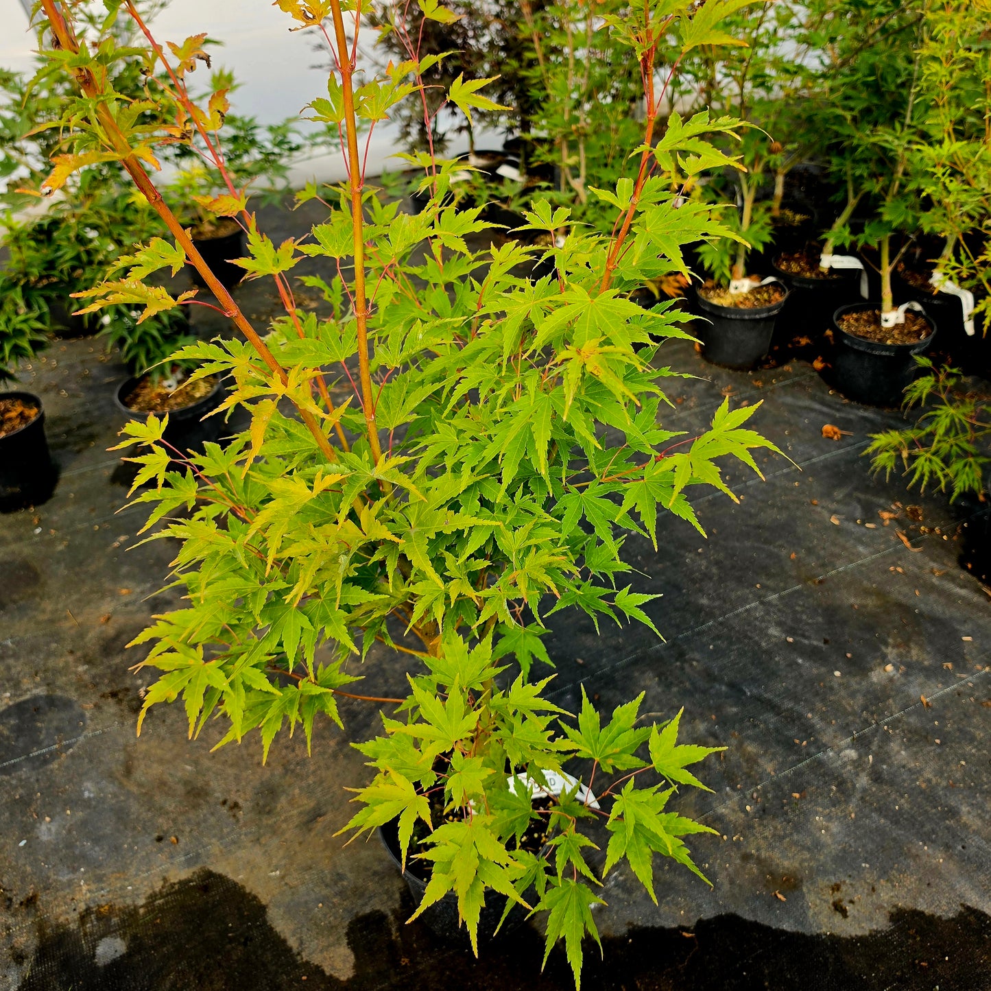 Acer palmatum Cupid