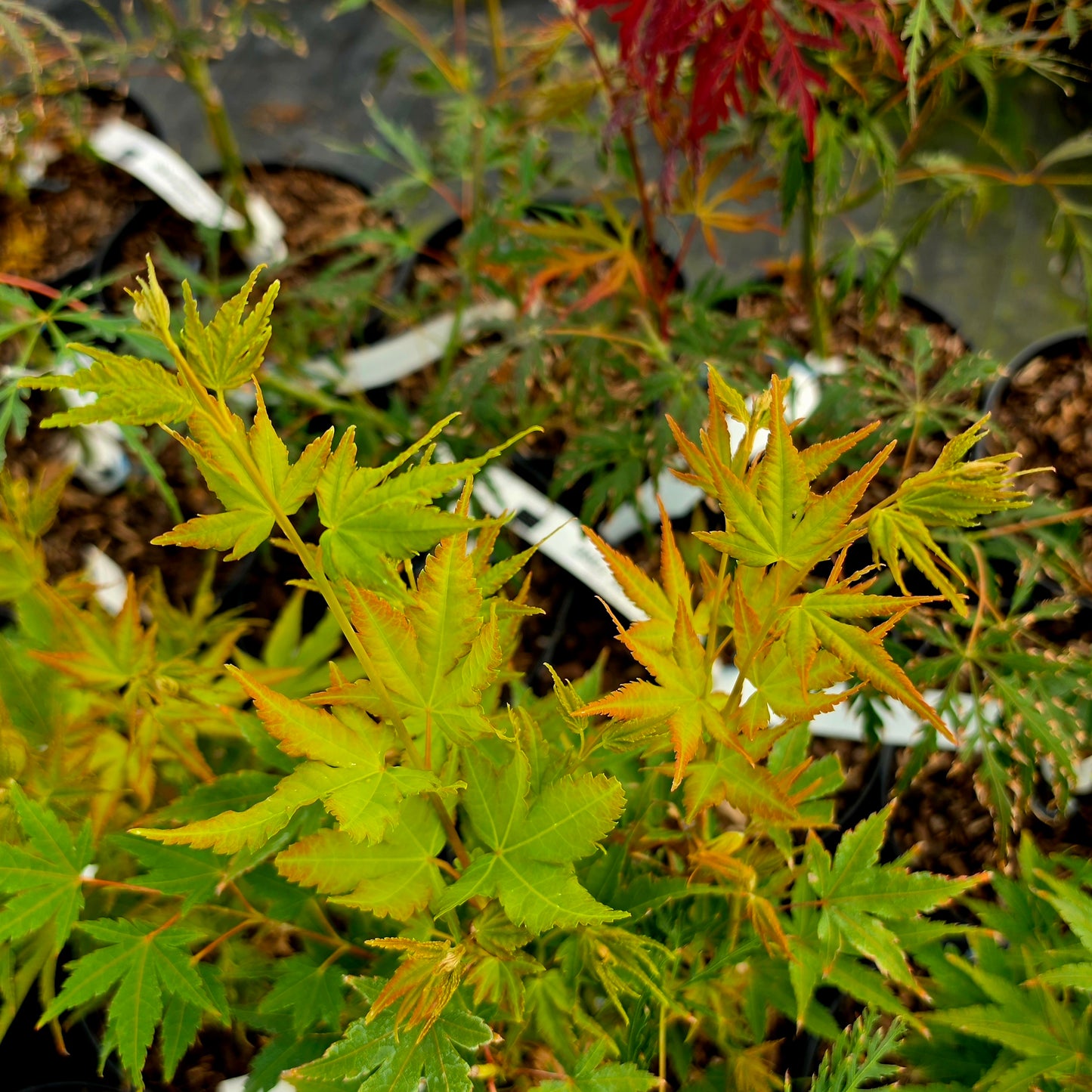 Acer palmatum Cupid