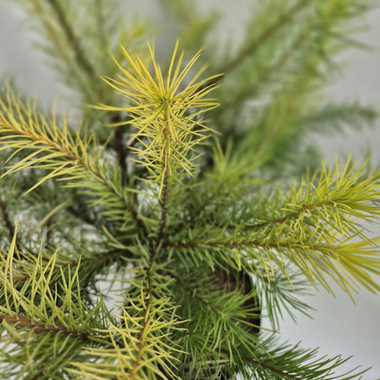 Larix kaempferi Magic Gold