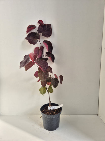 Cercis canadensis Merlot