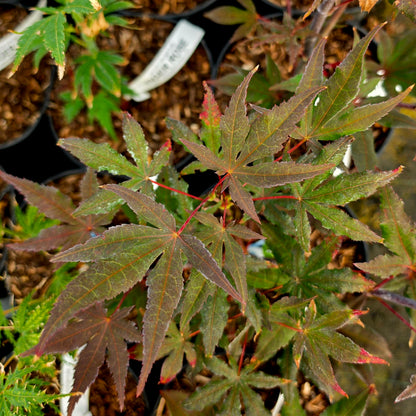 Acer palmatum Dark Knight