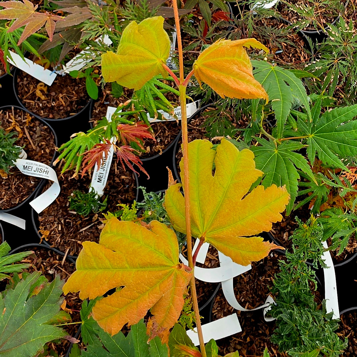 Acer japonicum David