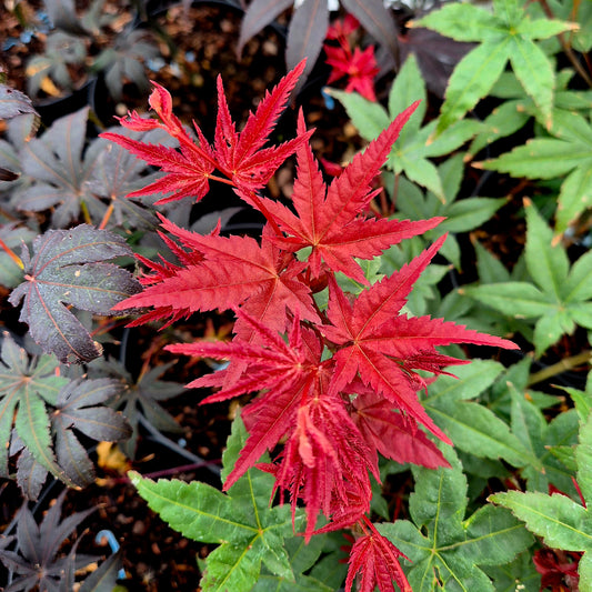 Acer palmatum Deshojo