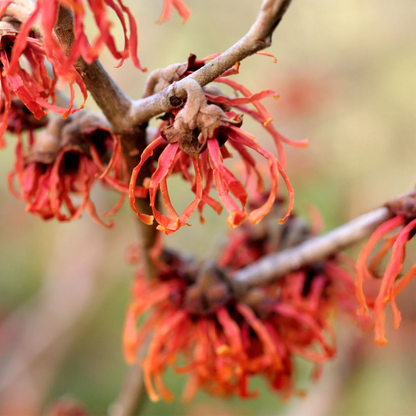 Hamamelis x intermedia Diane