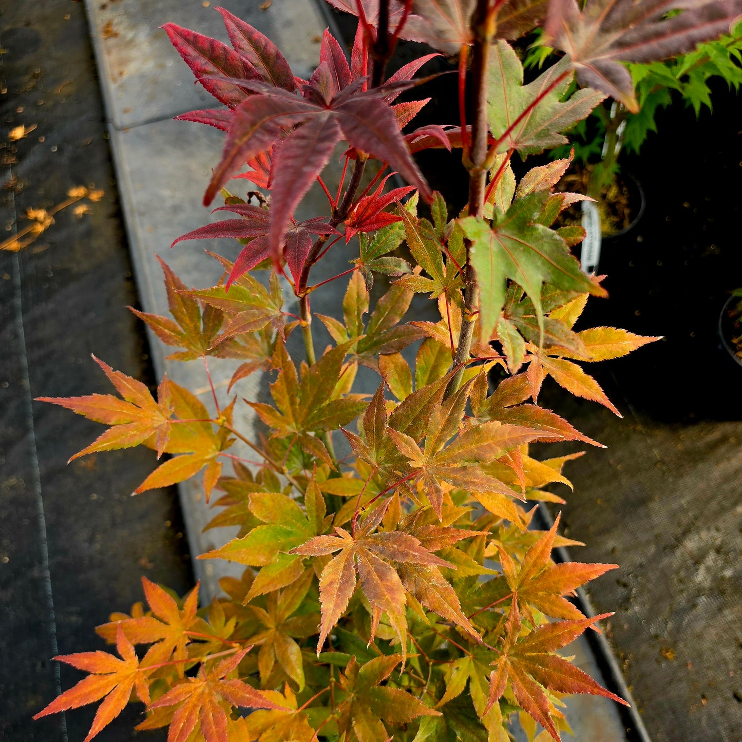 Acer palmatum Dolly Hill