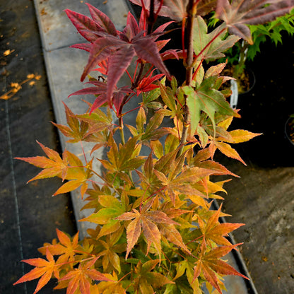 Acer palmatum Dolly Hill